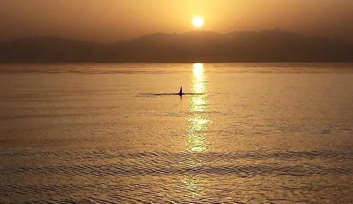 Nakhil Nuweiba`