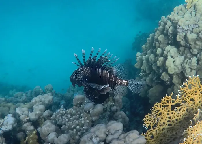 Nakhil Nuweiba`